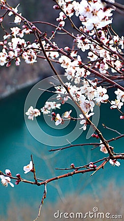 Apricot flower In the warm spring Stock Photo