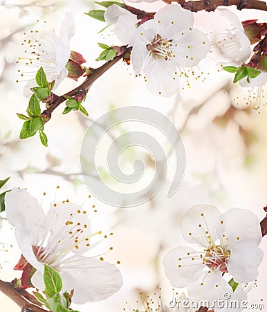 Apricot flowers Stock Photo