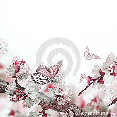 Apricot flowers in spring Stock Photo