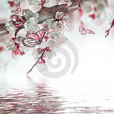 Apricot flowers in spring Stock Photo