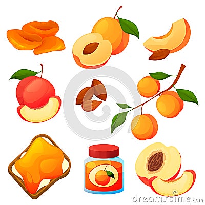 Apricot food, fruit products, desserts jam, juice Vector Illustration