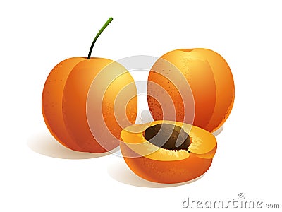 Apricot Fruit Vector Illustration