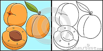 Apricot Fruit Coloring Page Colored Illustration Vector Illustration