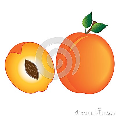 Apricot fruit with green leaves Vector Illustration