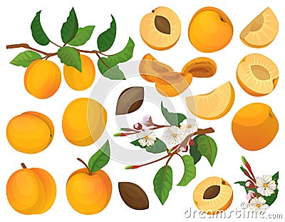 Apricot of fruit vector cartoon set icon. Vector illustration peach on white background. Isolated cartoon set icon Vector Illustration