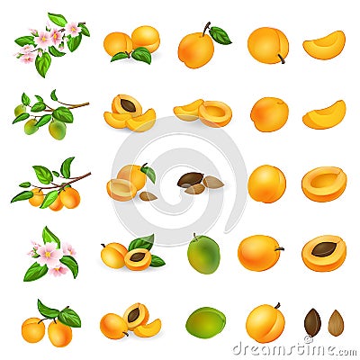 Apricot icons set cartoon vector. Confiture jam Vector Illustration