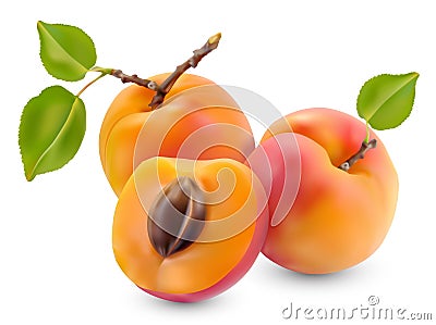 Apricot with leaves Vector Illustration