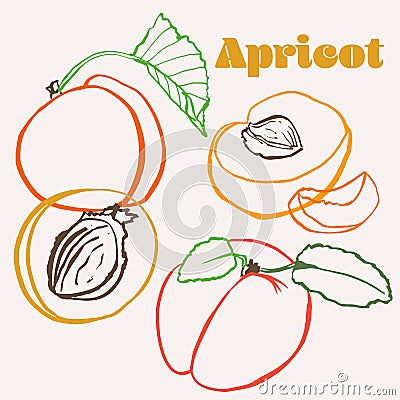 Apricot line art hand-drawn multicolor modern vector illustration. Colorful line art summer fruit design Vector Illustration