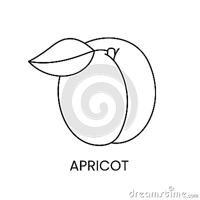 Apricot line icon in vector, fruit illustration Vector Illustration