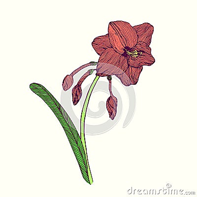 Apricot orange amaryllis flower, stem with leaves and blossom, hand drawn doodle, sketch, vector illustration Vector Illustration