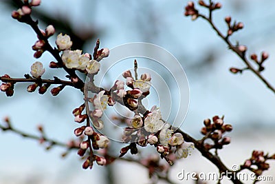 Blossoming apricot tree in macro Stock Photo
