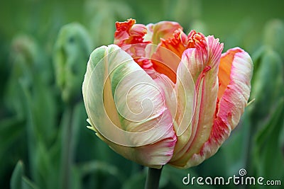 Apricot parrot tulip Stock Photo