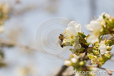 Apricot Plum tree blossom with bee pollinating flowers Stock Photo