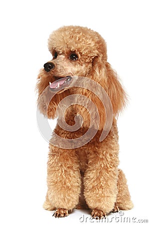 Apricot poodle puppy (1year) Stock Photo