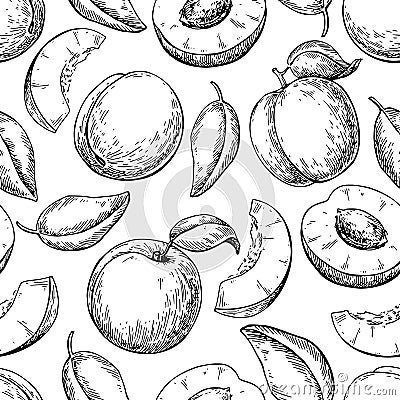 Apricot seamless pattern. Vector drawing . Hand drawn fruit Vector Illustration