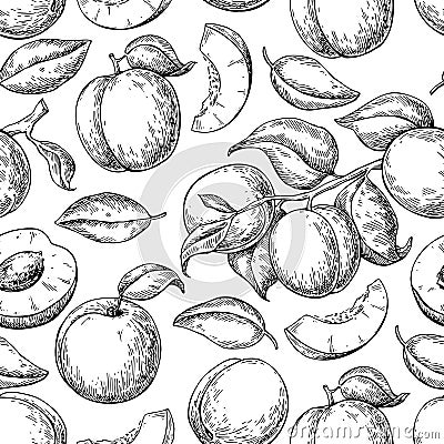 Apricot seamless pattern. Vector drawing. Hand drawn fruit Vector Illustration