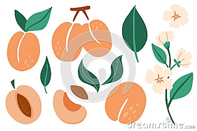 Apricot set. Exotic tropical peaches or apricots fresh fruit collection, whole juicy peach with green leaves and flowers, slice Vector Illustration