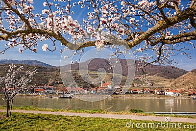 Apricot tree against church in Spitz village with Danube river in Wachau valley, Austria Stock Photo