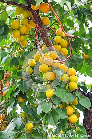 Apricot tree branches with fruits and leaves. Stock Photo