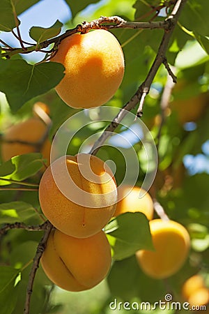 Apricot tree with fruits Stock Photo