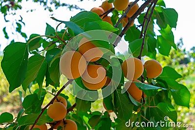 Apricots ripen on the tree. Stock Photo