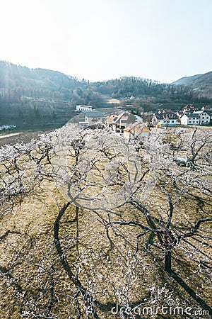 Apricot trees blossom shot with a drone Stock Photo