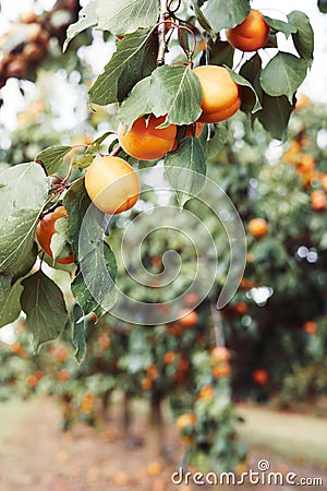 Apricot trees with ripe fruits in orchard, summer harvest time. Closeup shot. Summer harvest in garden Stock Photo
