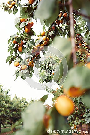 Apricot trees with ripe fruits in orchard, summer harvest time. Closeup shot. Summer harvest in garden Stock Photo