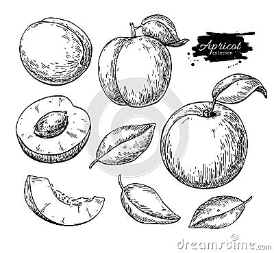 Apricot vector drawing. Hand drawn fruit and sliced pieces. Sum Vector Illustration