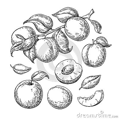 Apricot vector drawing set. Hand drawn fruit, branch and sliced Vector Illustration