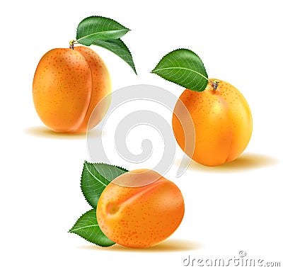 Apricot Vector set. Collection of realistic 3D whole apricots isolated on white background Vector Illustration