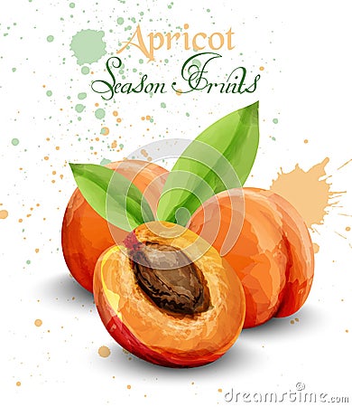 Apricot watercolor Vector. Delicious fruit handmade design templates Vector Illustration