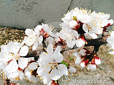 apricot white flowers, spring 2016 Stock Photo