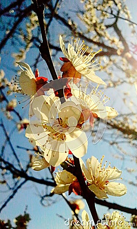 Apricot blossom Stock Photo