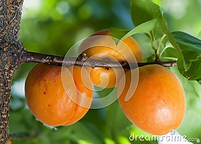 Apricots Stock Photo