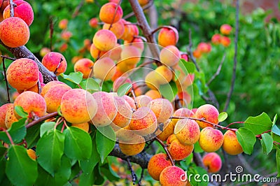 Apricots in a garden Stock Photo