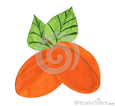Apricots, gouache paint Stock Photo