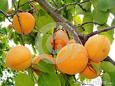 Apricots Stock Photo