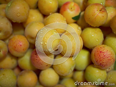 Apricots with water drops Stock Photo