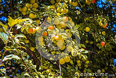 Apricots Stock Photo