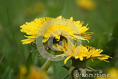 April in the Biebrza Valley, dandelion flower after morning rain Stock Photo