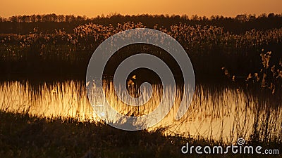 April in the Biebrza valley, spring evening on the river, reeds Stock Photo