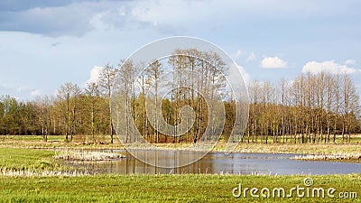 April in the Biebrza valley, spring landscape, rainy day Stock Photo