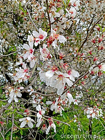 April blooming almond tree with delicate white and pink flowers Stock Photo
