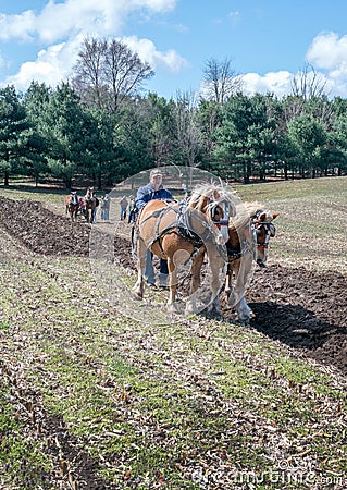 Working with plow horses at an event Editorial Stock Photo