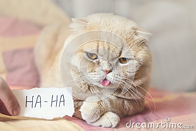 April Fools ' Day concept with funny moody scottish cat and paper sheet with HAHA. 1 April, All Fools ' Day, humor, prank, joke Stock Photo