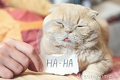 April Fools ' Day concept with funny moody scottish cat and paper sheet with HAHA. 1 April, All Fools ' Day, humor, prank, joke Stock Photo