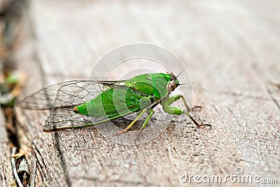 April green cicada (Kikihia ochrina), New Zealand Cicada Stock Photo