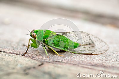 April green cicada (Kikihia ochrina), New Zealand Cicada Stock Photo