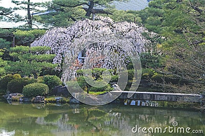 the Japan, Kyoto, view to Heian Shrine, japan 10 April 2012 Editorial Stock Photo